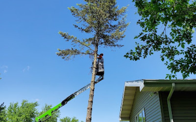 Emerald Tree Care LLC