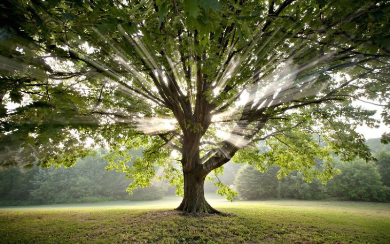 Gray Tree Service