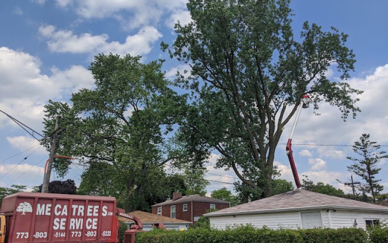 Meca Tree Service