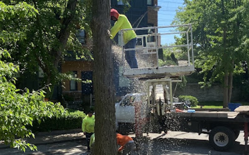 RGP Tree Service