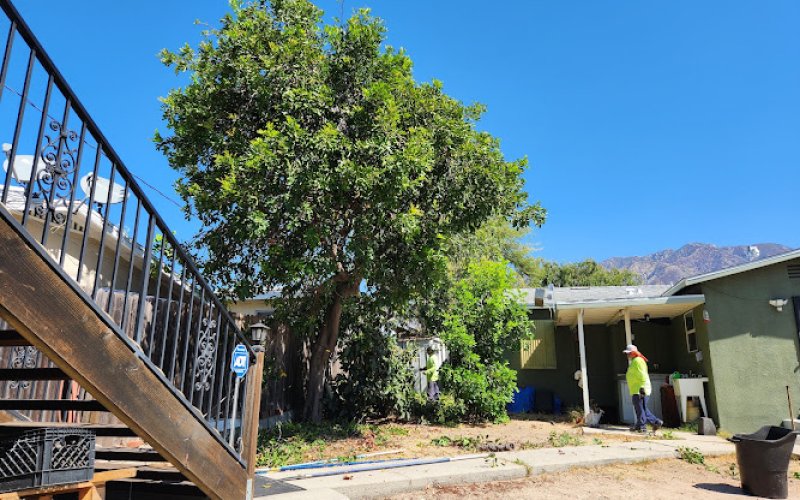 Nature's Tree Service