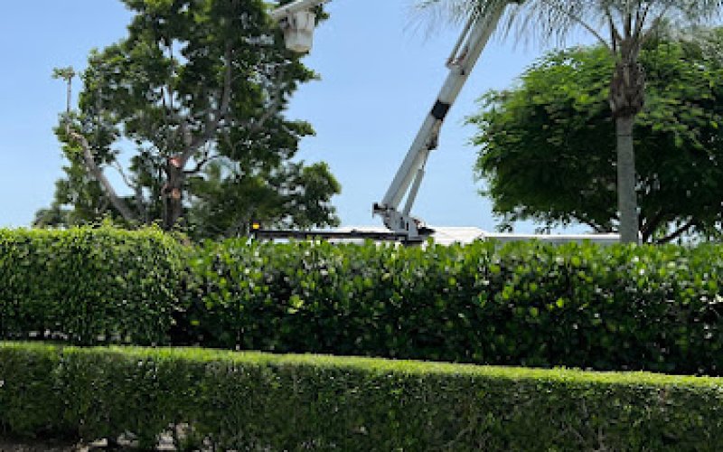 KTS Tree Service West Palm Beach