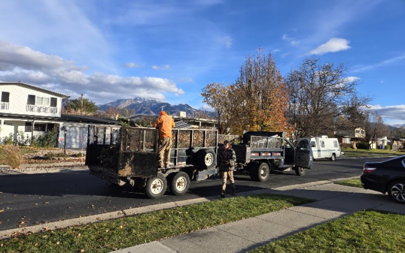 Affordable Tree Care