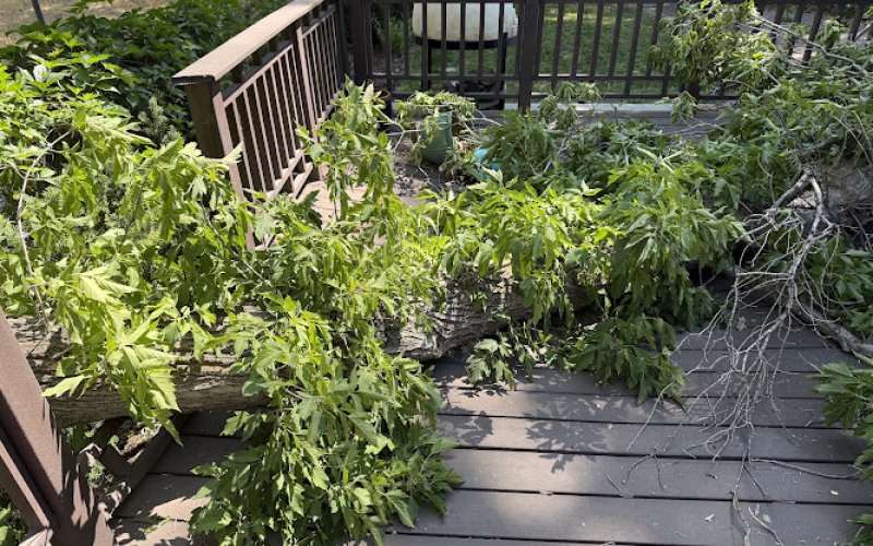 Summit Arborists