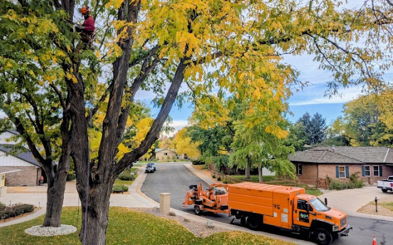 Wild Man's Tree Service