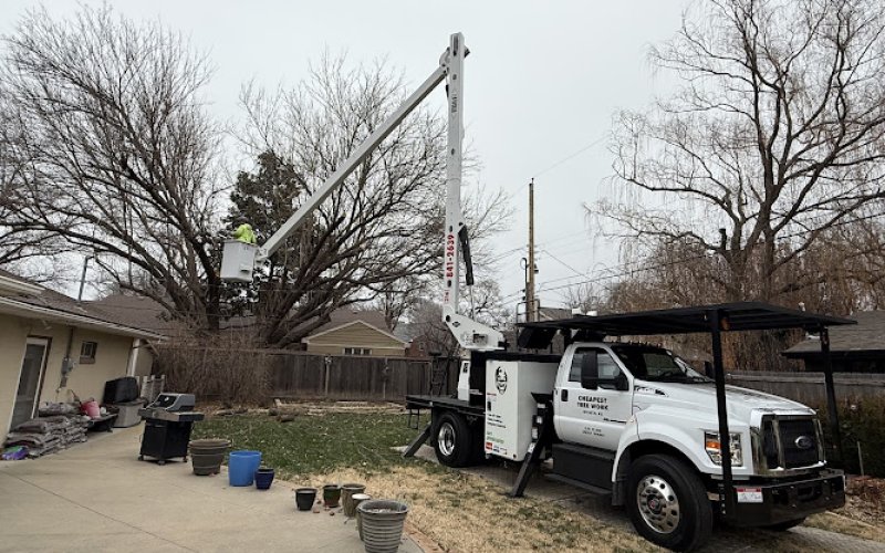 CHEAPEST TREE WORK