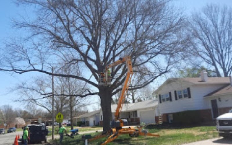 Kansas Tree Experts