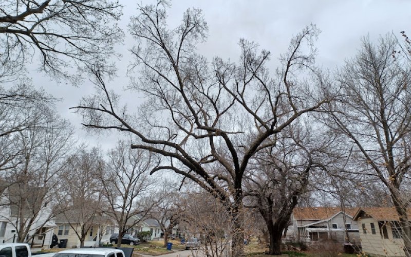 Marcs tree and landscape