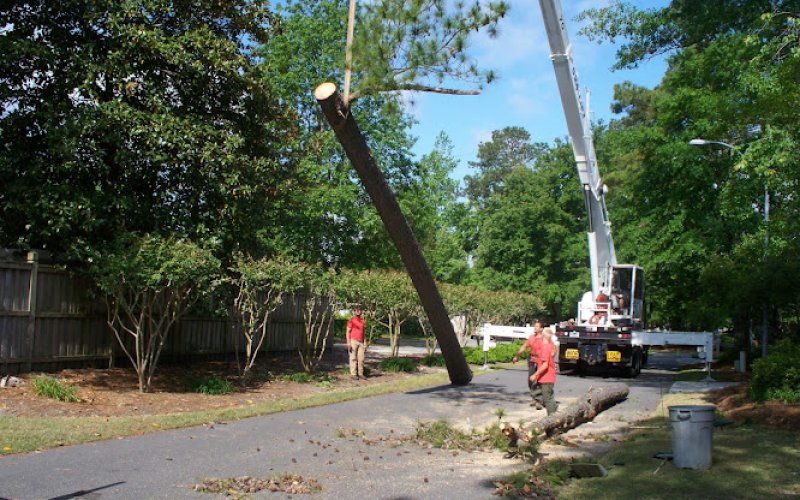 Seagate Tree Service — Tree service in Wilmington