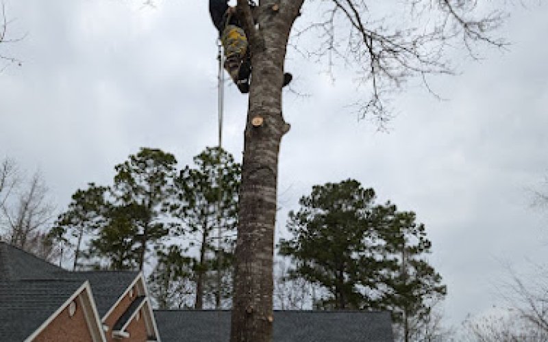 Tree Masters Expert Tree Care — Tree service in Wilmington