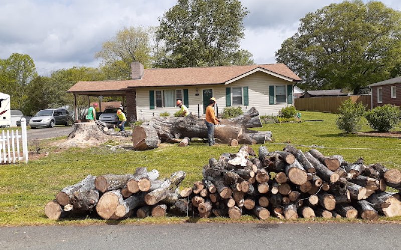 Davis Tree Surgeons — Tree service in Winston-salem