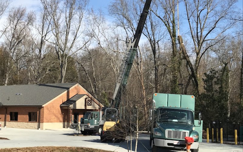 Lusk Tree Services — Tree service in Winston-salem