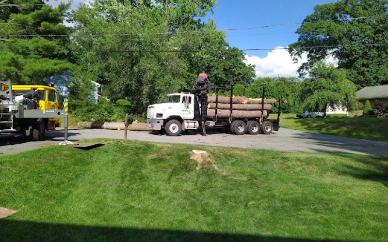 Maple Tree Services