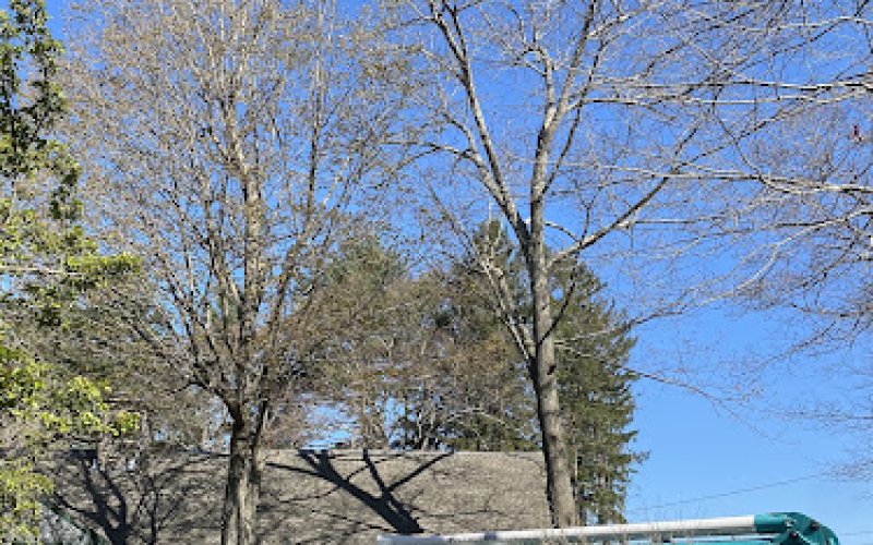 Top Notch Tree Services